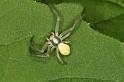 Misumena_vatia_D4858_Z_88_Les Gris_Frankrijk